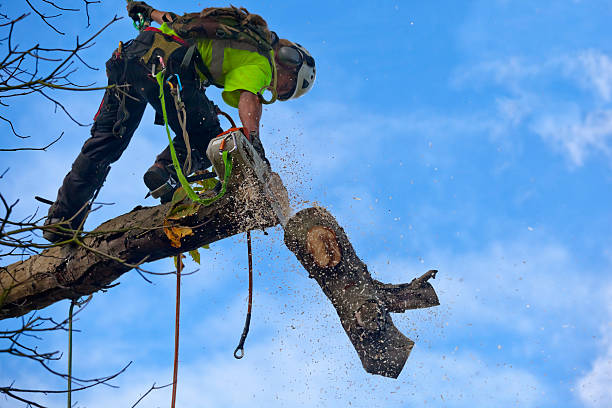 Tree and Shrub Care in Welcome, NC